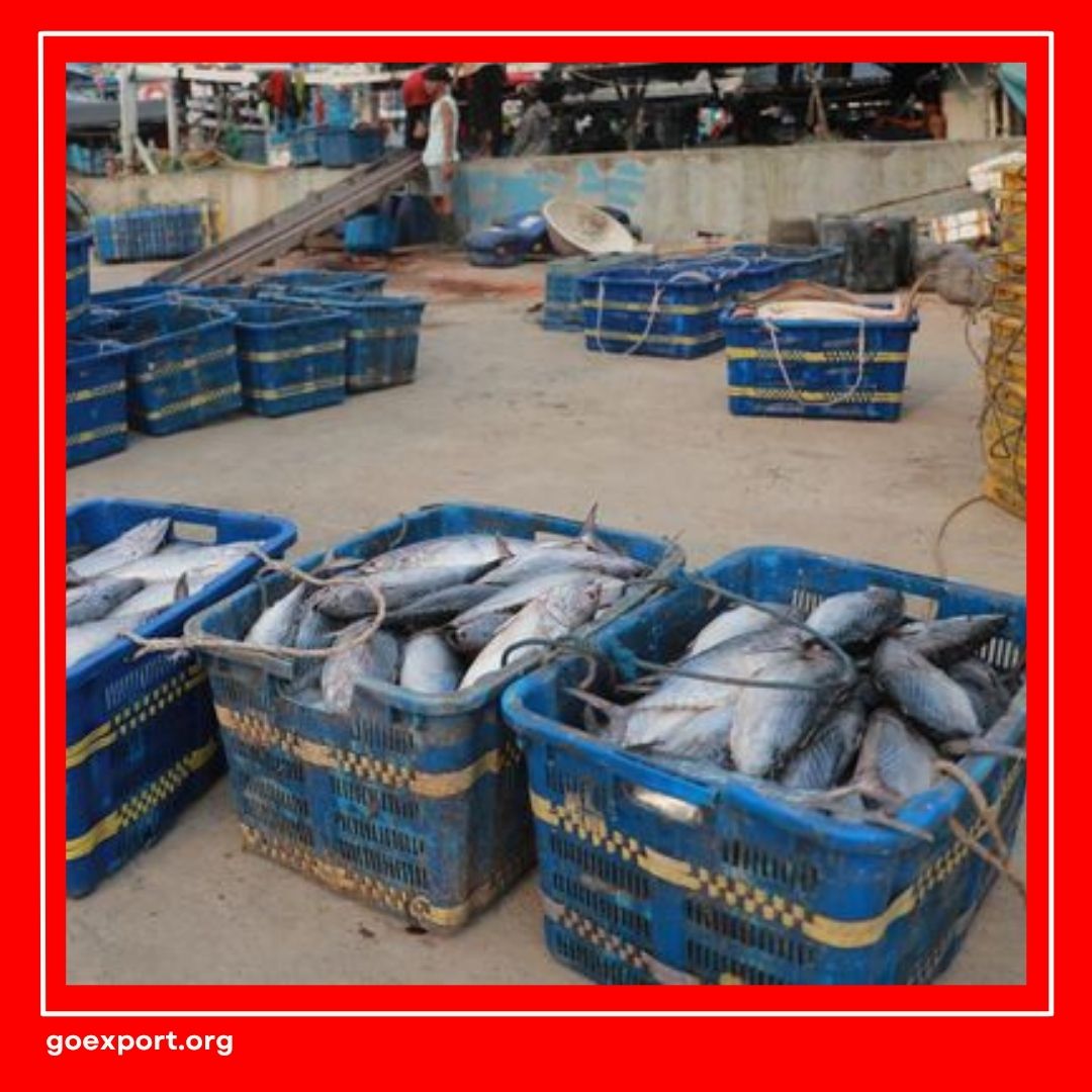 Cara Ekspor Ikan